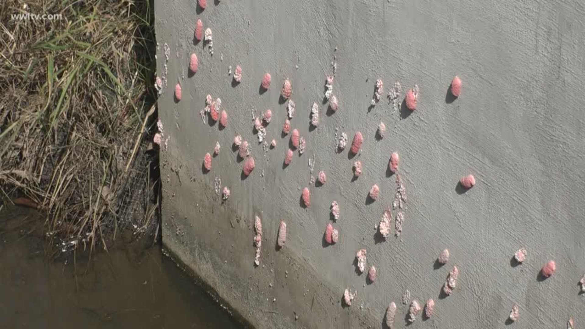 Apple Snails and their eggs spotted in Luling neighborhood