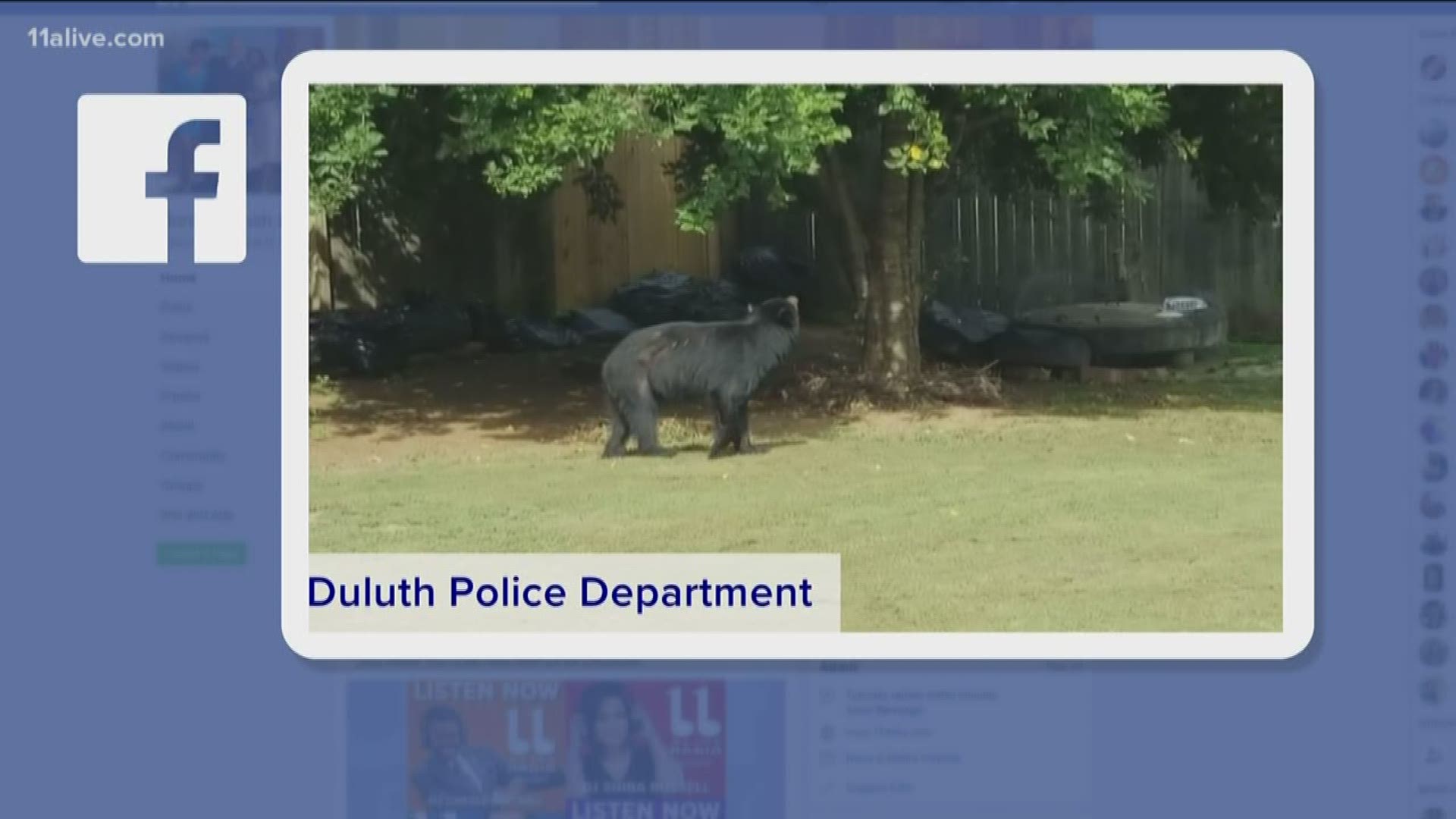 Video shows the bear wandering around the backyard of a home.