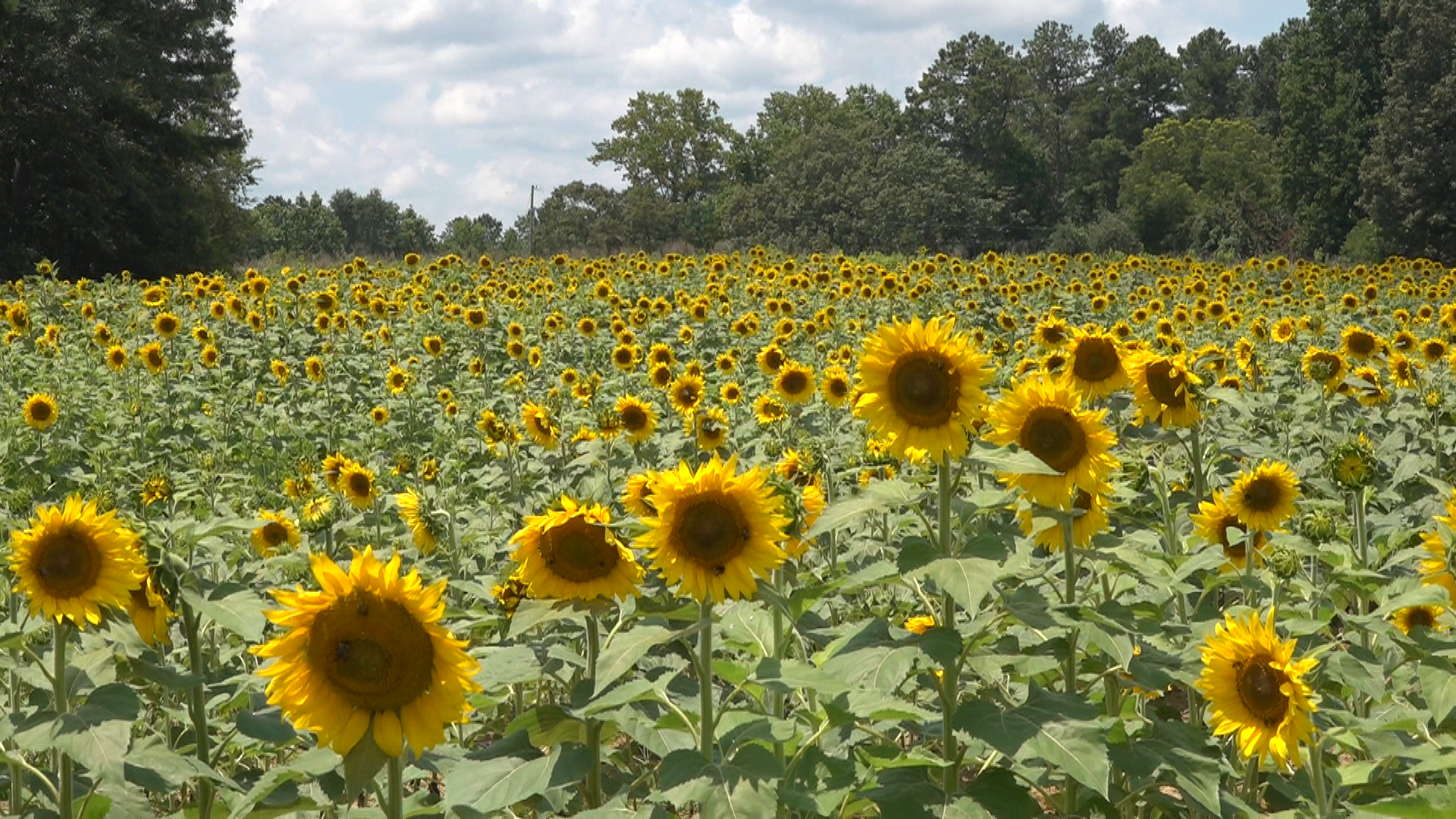 For a limited time only, extra large sunflowers can be handpicked and purchased in Cumming.