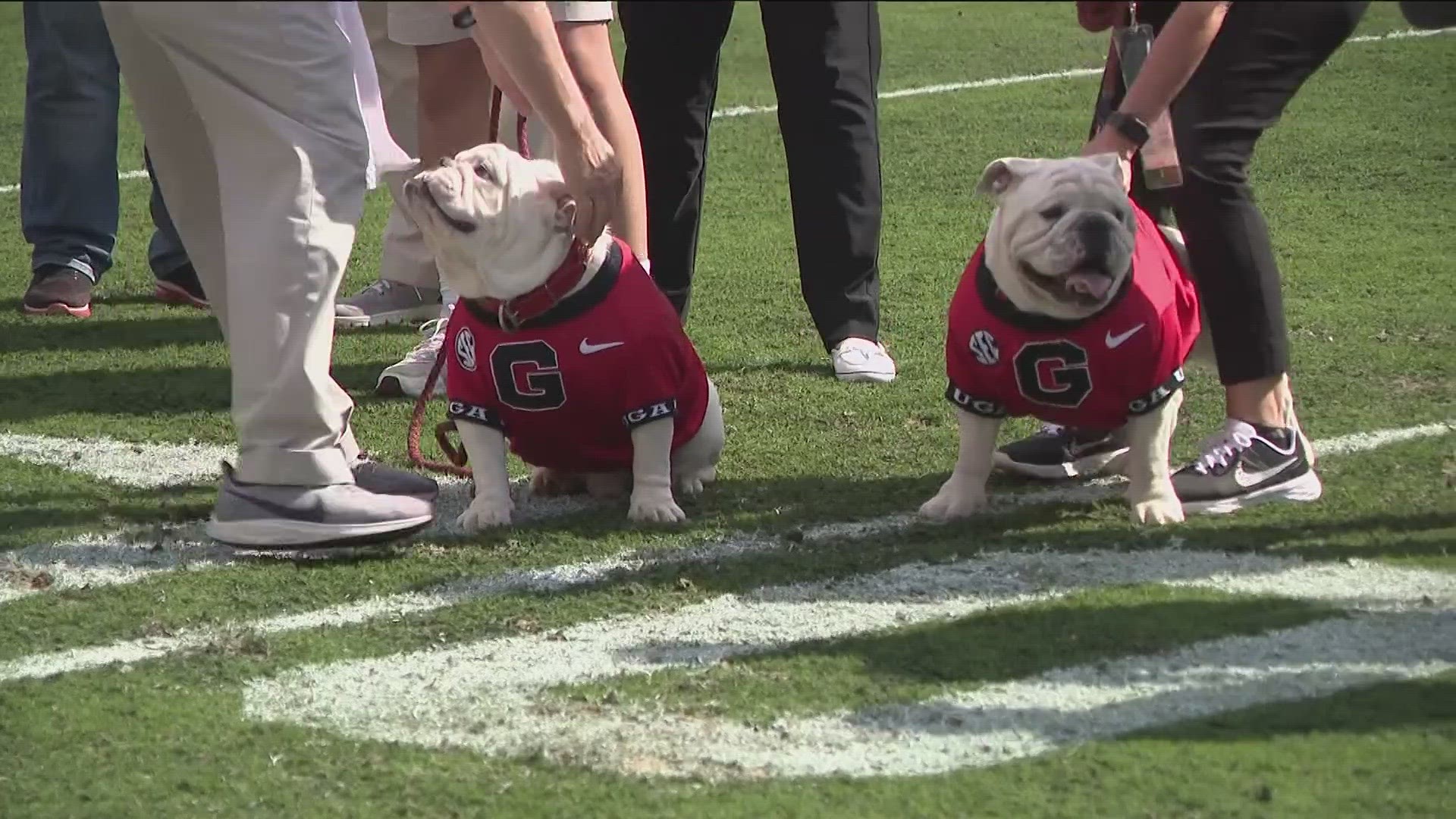 The beloved Bulldog mascots were together for a collaring ceremony before the UGA spring game.
