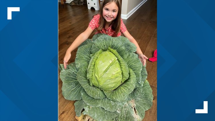Metro Atlanta student wins $1,000 scholarship for growing 20-pound cabbage