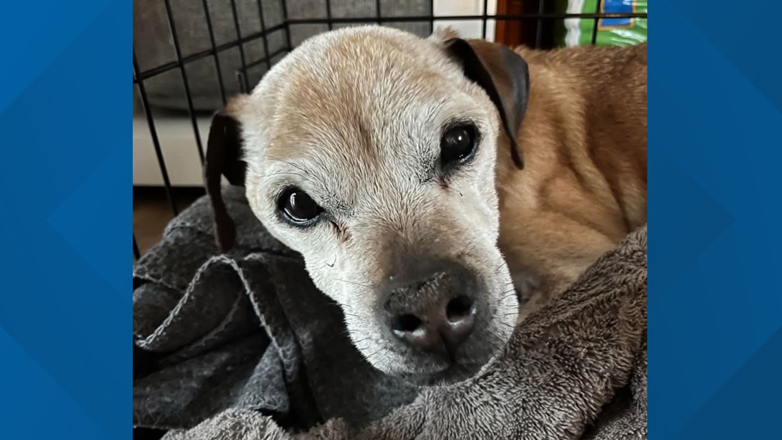 Dog missing for 7 years found in South Carolina 1,700 miles away | wcnc.com