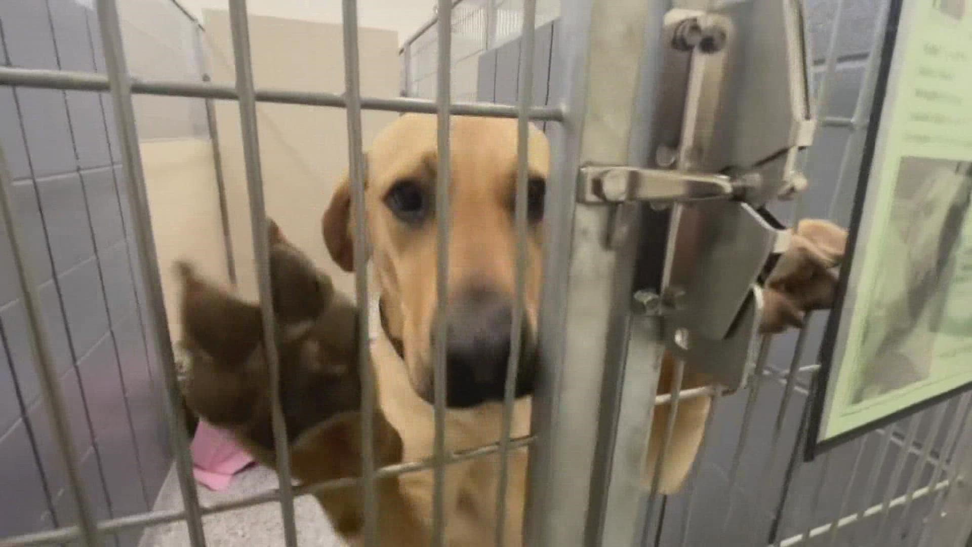 Adoptions at the Muskegon Humane Society are down around 40% in 2021, but the executive director hopes an upcoming event will help.