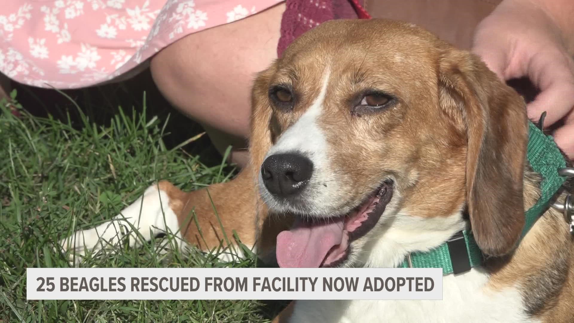 One of the adopted dogs, Peggy Sue, arrived at her forever home a few weeks ago. Up until now, the five-year-old beagle didn't know what a leash was.