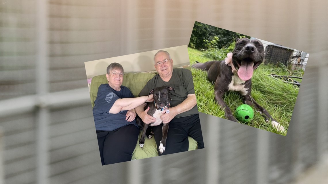 Dog who broke record for longest stay at Michigan shelter adopted