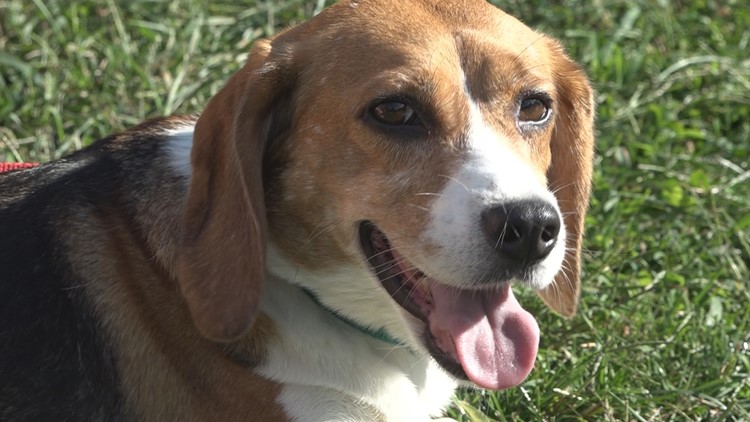 'Every single day she's a brand new dog': 25 beagles rescued from shuttered facility adopted in West Michigan